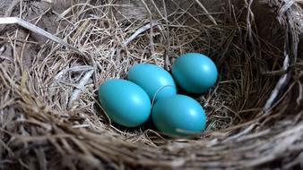 beautiful blue eggs in the nest