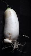 Radish White construction black background