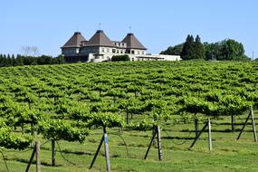 wine bushes on the farm