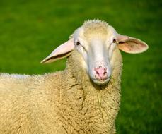 charming Sheep White Animal green grass