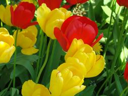 a beautiful bouquet of flowers on the grass