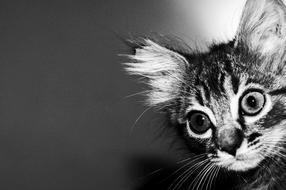 Cat face black white