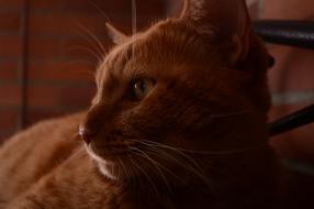 brown cat in a blurred background