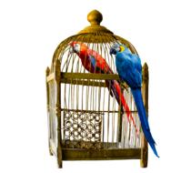 painted two bright parrots sitting on a cage