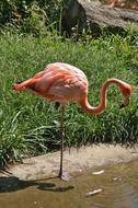 Flamingo standing on one leg in Zoo