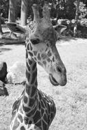 white and black portrait of Giraffe Wildlife Zoo