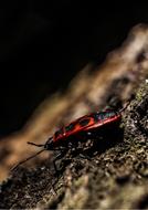 red-black beetle in the garden close-up on a blurred background