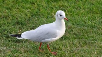 Seagull green grass