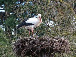 Beautiful white and black stork on the nest among the colorful plants