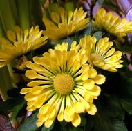 yellow flowers are beautiful