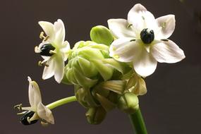 Flowers White Close Up Spring