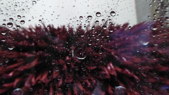 raindrops on glass against the background of a flower