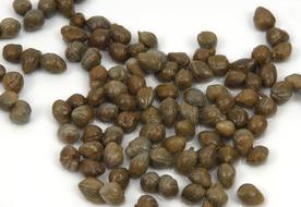 green capers berries
