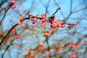 Plum Blossom The Scenery