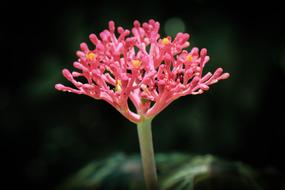 Flower Macro Nature