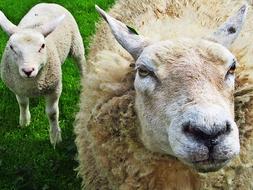 sheep in the pasture with green grass
