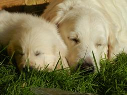 Golden Retriever Dog and Puppy sleeping on grass