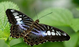 parthenos sylvia butterfly on green leaf