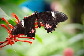 Butterfly Exotic black red flower