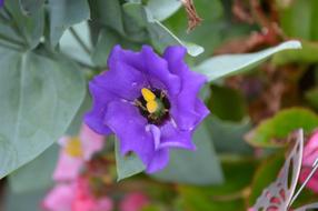 Texas Bluebell