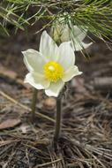 Flowers Siberian Snowdrop Living nature