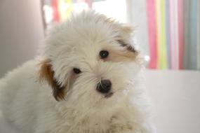 fluffy purebred white puppy