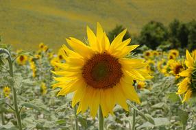 bright sunflowers in the field