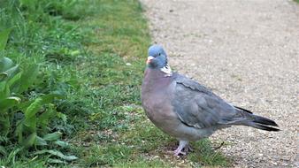 Pigeon Bird Cute