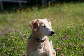 Portrait of the cute, colorful and beautiful Jack Russel dog, among the colorful flowers