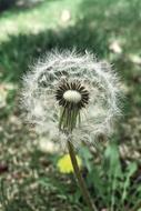 Tooth Lion Spring Wild