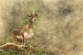 Drawing of the beautiful, brown and white antelope on the green grass with rocks