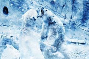 bear snow fight animal art