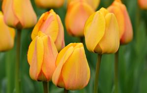 Tulips Yellow Spring