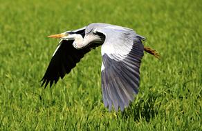 Heron in Flight over green grass