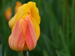 Tulips Yellow Spring