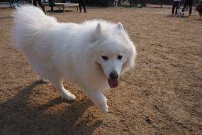 Samoyed Walk With White
