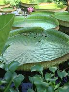 Lilly Leaf Green Botany