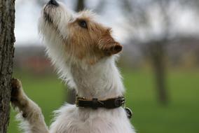 pet dog looking up