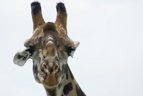 sad giraffe face