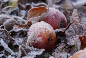 fallen apples in the snow