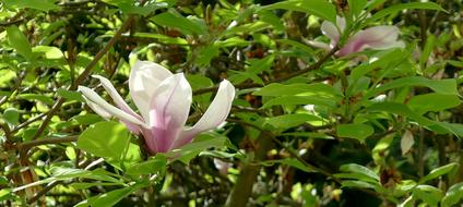 Magnolia Springtime Single