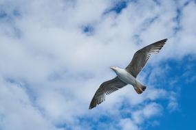 Seagull Bird Blue white sky