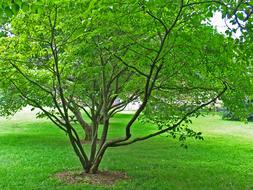 green leaves on a tree in the park