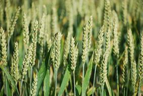 Unripe wheat sprouts