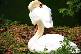 Animals Water Swan