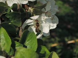 Spring flowers with a bee inside