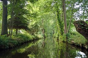 green river by the forest