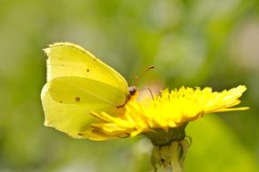 Butterfly Drexel Yellow