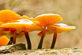 raw orange mushrooms in the woods