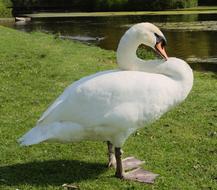 white swan near the pond on a sunny day